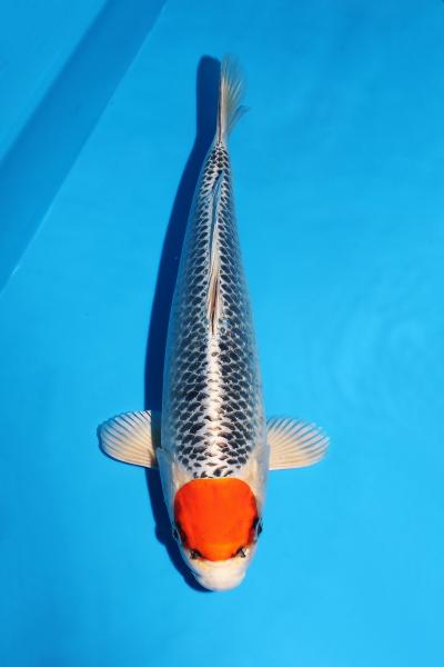 丹頂孔雀♀　33㎝