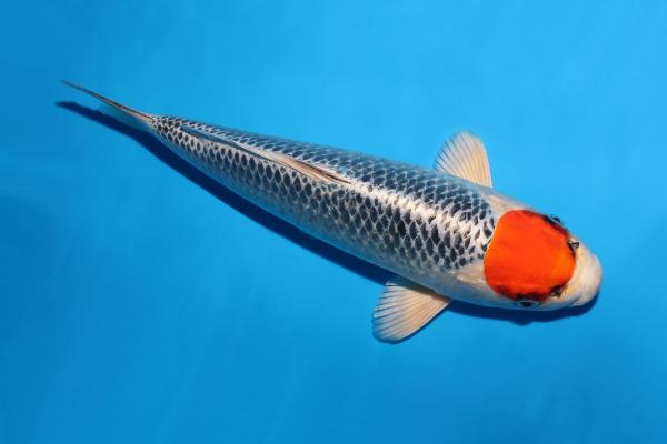 丹頂孔雀♀　33㎝