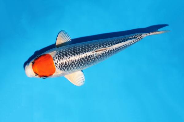 丹頂孔雀♀　33㎝