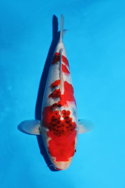 昭和♀　33㎝