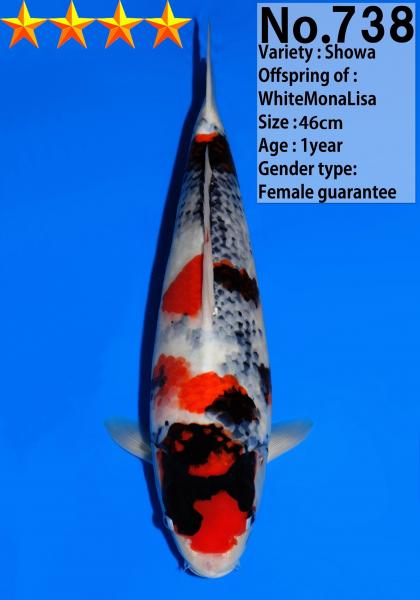 昭和♀　46㎝