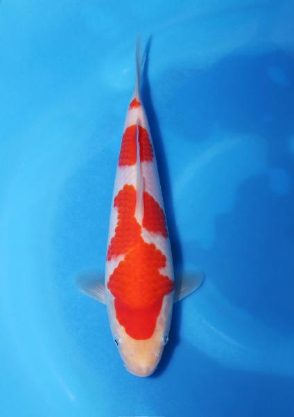 紅白　24㎝