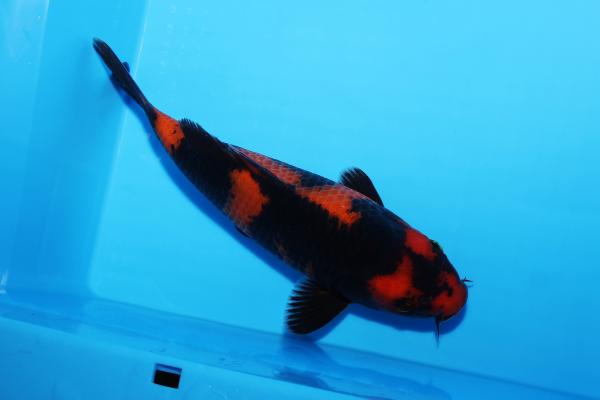 緋写りNo3　　19㎝