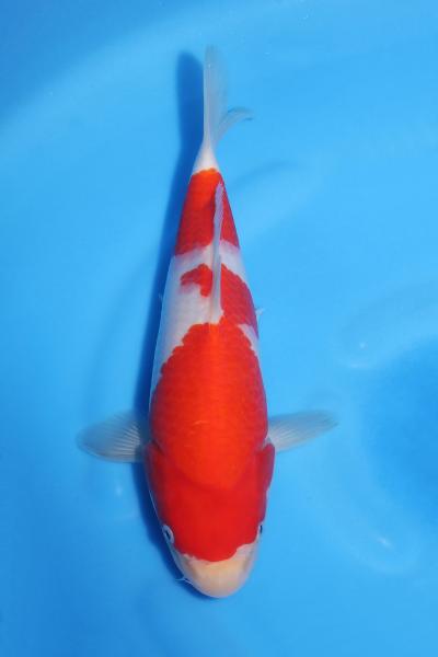 紅白♀　29㎝