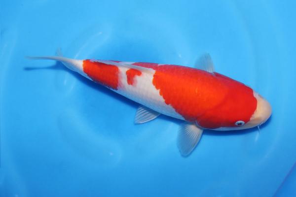 紅白♀　29㎝