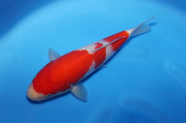 紅白♀　29㎝