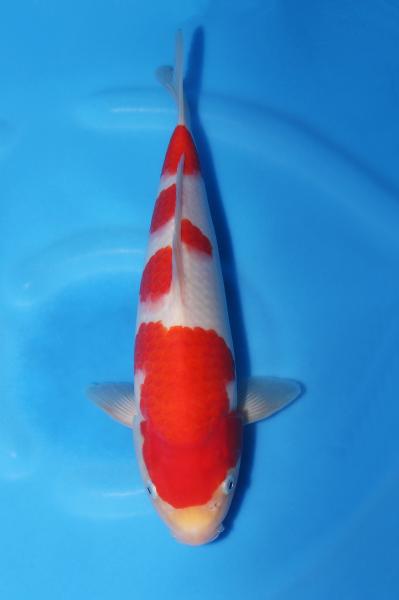 紅白♀　30㎝