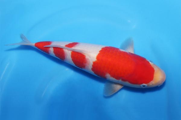 紅白♀　30㎝