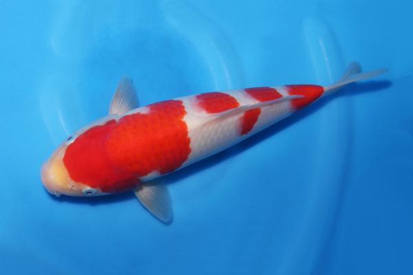 紅白♀　30㎝