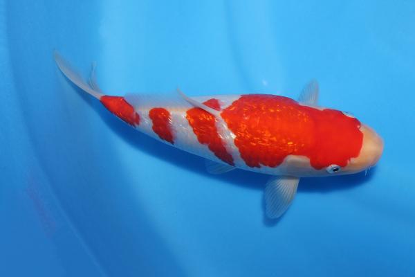 銀鱗紅白♀　26㎝