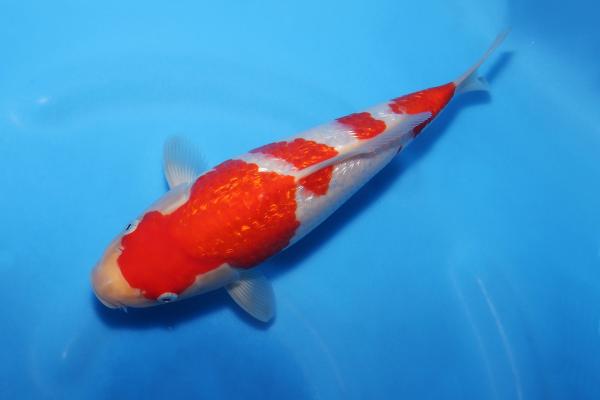 銀鱗紅白♀　26㎝