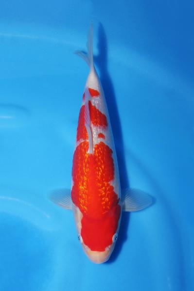 銀鱗紅白♀　26㎝