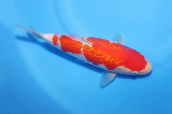銀鱗紅白♀　26㎝
