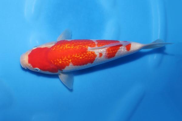 銀鱗紅白♀　26㎝