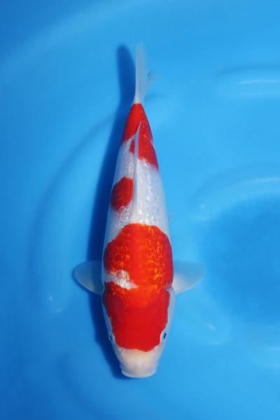 銀鱗紅白♀　28㎝