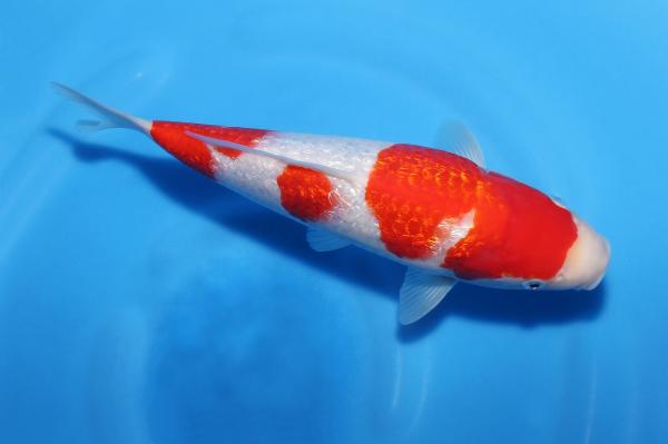 銀鱗紅白♀　28㎝