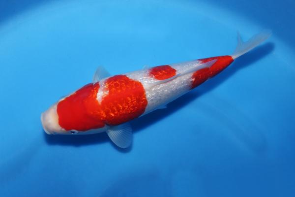 銀鱗紅白♀　28㎝