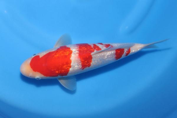 銀鱗紅白　29㎝