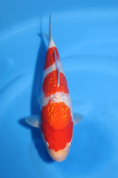 銀鱗紅白♀　29㎝