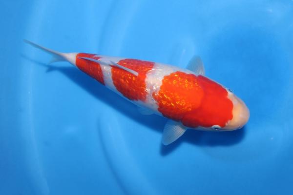 銀鱗紅白♀　29㎝