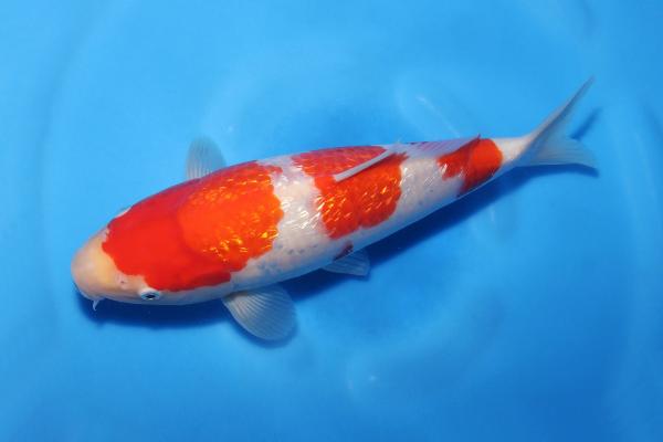銀鱗紅白♀　29㎝