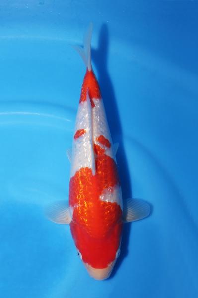 銀鱗紅白♀　29㎝