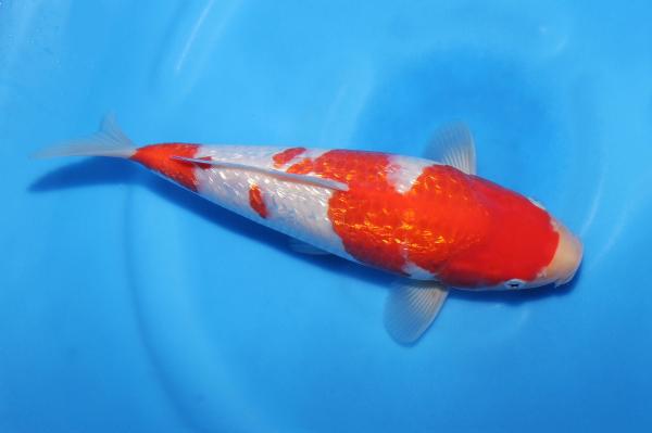 銀鱗紅白♀　29㎝