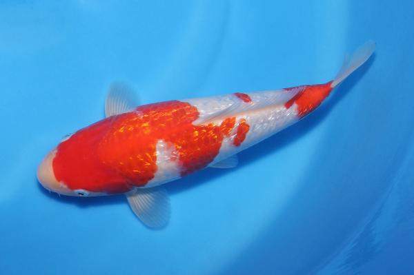 銀鱗紅白♀　29㎝