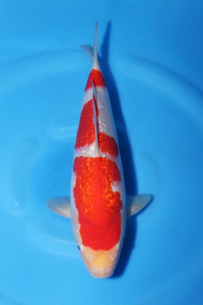銀鱗紅白　29㎝