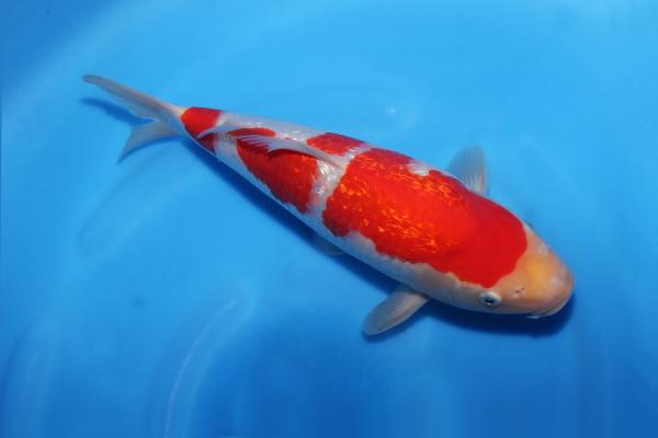 銀鱗紅白　29㎝