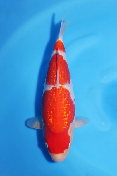 銀鱗紅白♀　31㎝