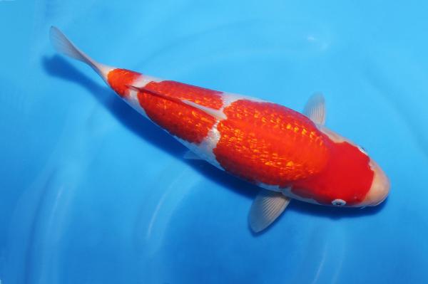 銀鱗紅白♀　31㎝