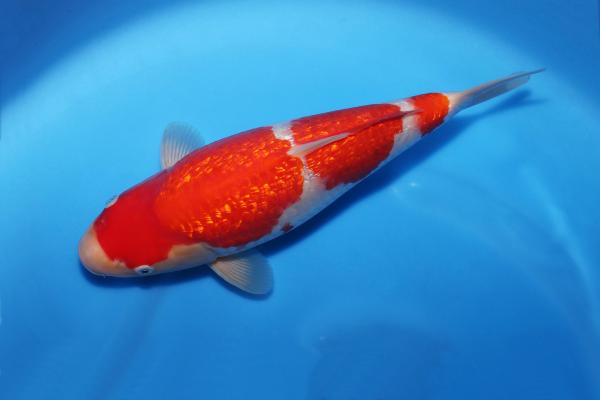 銀鱗紅白♀　31㎝