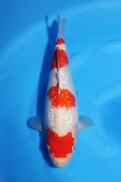 銀鱗紅白♀　30㎝