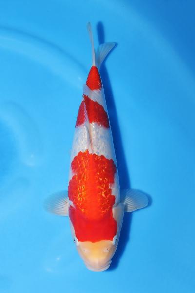銀鱗紅白♀　30㎝