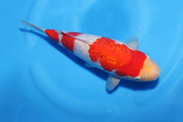 銀鱗紅白♀　30㎝