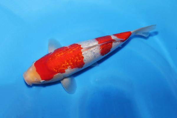 銀鱗紅白♀　30㎝