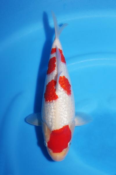 銀鱗紅白♀　29㎝