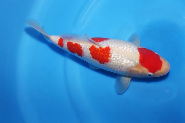 銀鱗紅白♀　29㎝