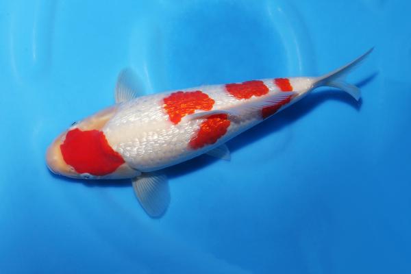 銀鱗紅白♀　29㎝