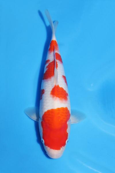 紅白♀　31㎝