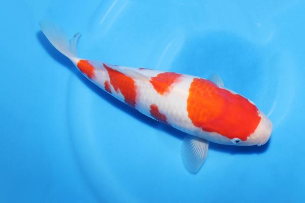 紅白♀　31㎝