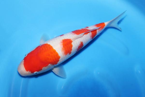 紅白♀　31㎝