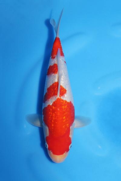 銀鱗紅白♀　26㎝
