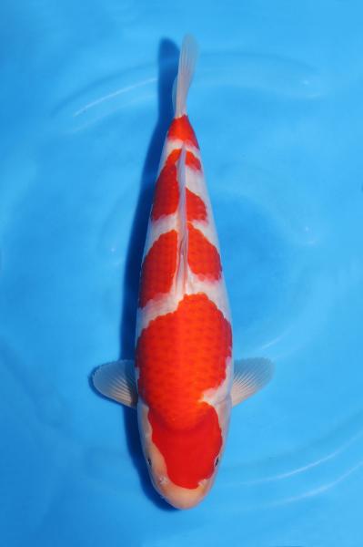 紅白　35㎝