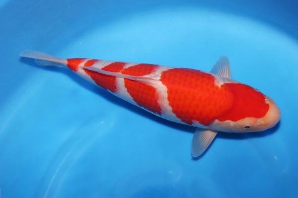 紅白　35㎝
