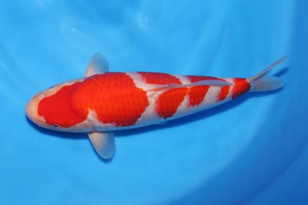 紅白　35㎝