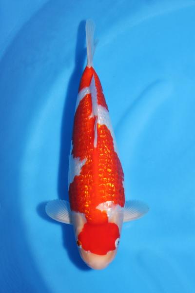 銀鱗紅白　33㎝