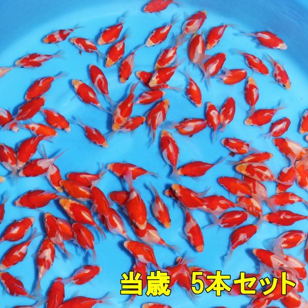 2025年産　 当歳5本セット　予約販売