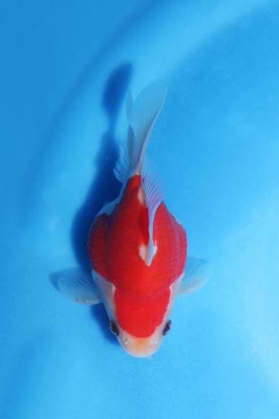 No.14　11cm♂